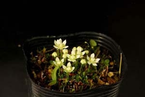 屋久島ウメバチソウ