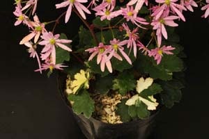 斑入ダイモンジソウ