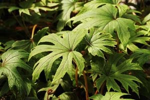 八つ手シュウカイドウ