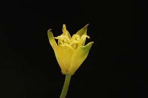 無点花黄花ホトトギス