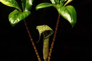 秋咲豹紋テンナンショウ