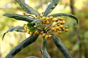 カラタチバナ 西山百種