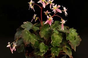 大文字草 ほほえみ