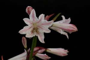 ネリネ プディカ