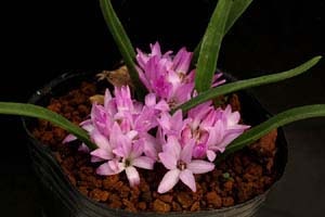 ポリキセナ パウシフォリア