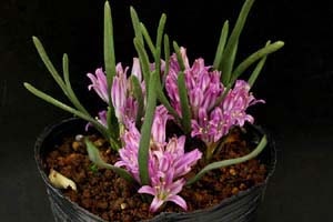 ポリキセナ コリンボーサ