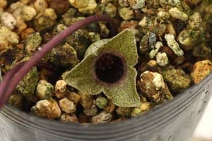 イワタカンアオイ