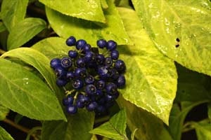 斑入常山アジサイ