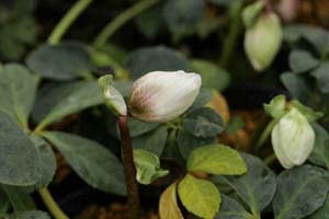 クリスマスローズ ニゲル