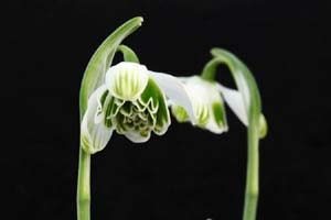 スノードロップ 八重咲