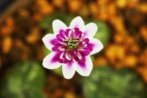 雪割草 実生新花