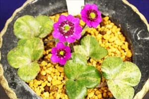 雪割草 斑入二段咲