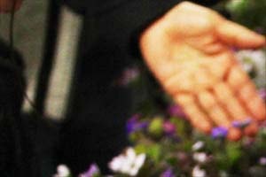 いろいろな植物