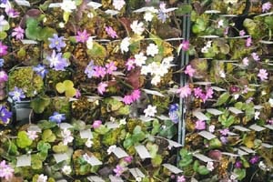 雪割草いろいろ