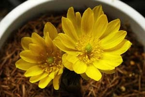 フクジュソウ 親知らず