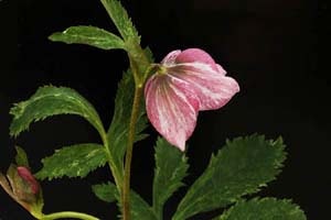 斑入オリエンタリス