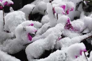 シクラメン コウム