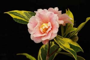 覆輪一休という椿。斑入で花もきれい、咲くとよく目立ちます。