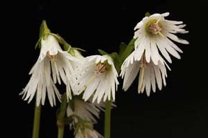 白花イワカガミダマシ