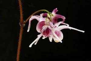 雪国イカリソウ