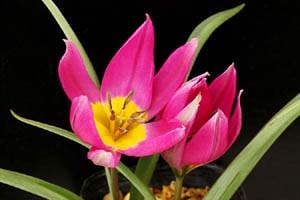 原種系チューリップ イースタンスター