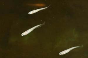 白メダカ