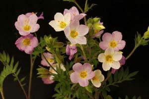 桃花ハナシノブ