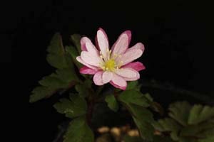 ミヤマイチゲ 丹後姫