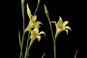 原種グラジオラス