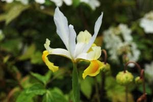 ダッチアイリス アポロ