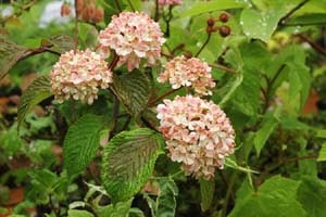 オオデマリ メリーメルトン