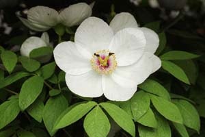 巨大輪ヤマシャクヤク