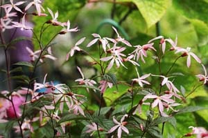 赤花ミツバシモツケ