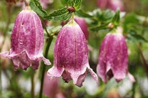 ホタルブクロ 紅衣