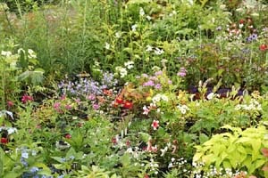 八ヶ岳山野草まつり