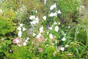 八ヶ岳山野草まつり