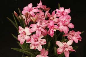 ピンク大輪八重アッツザクラ