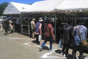 八ヶ岳山野草まつり