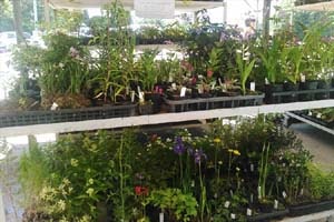 八ヶ岳山野草まつり