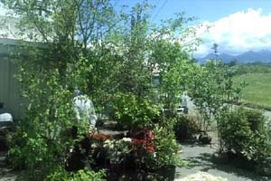 八ヶ岳山野草まつり