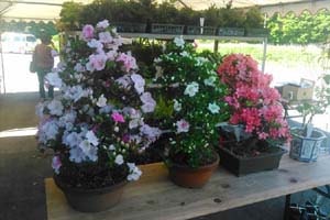 八ヶ岳山野草まつり