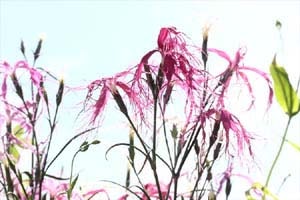 八ヶ岳山野草まつり