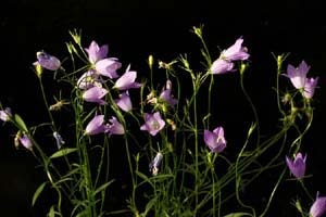 ヒメイトシャジン