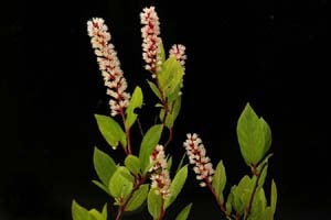 赤花コバノズイナ