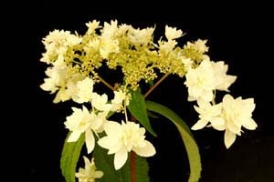 アジサイ ヘイズスターバースト