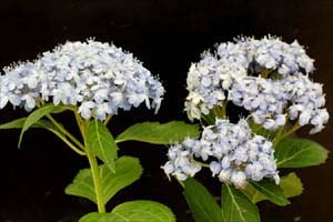 アジサイ 三河千鳥