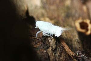 ハゴロモの幼虫。