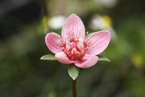 赤花ウメバチソウ