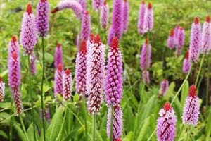 プリムラ・ビアリー