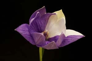 伊達絞り八重咲キキョウ